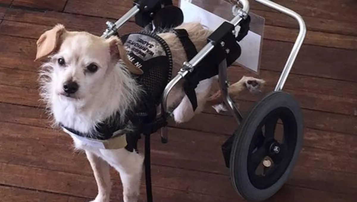 Best dog wheelchair