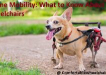 Canine Mobility: What to Know About Dog Wheelchairs