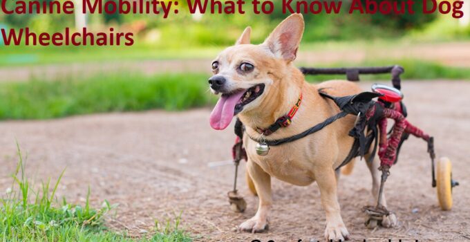 Canine Mobility: What to Know About Dog Wheelchairs